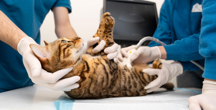 Siete vidas medicina felina