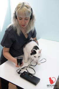 Siete vidas medicina felina
