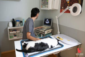 Siete vidas medicina felina